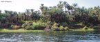 O rio Nilo  um grande rio do nordeste do continente africano que nasce a sul da linha do Equador e desagua no Mar Mediterrneo. A sua bacia hidrogrfica ocupa uma rea de 3 349 000 km2 abrangendo o Uganda, Tanznia, Ruanda, Qunia, Repblica Democrtica do Congo, Burundi, Sudo, Etipia e Egito. A partir da sua fonte mais remota, no Burundi, o Nilo apresenta um comprimento de 6650 km. <br><br/> Palavras-chave: continente africano, Rio Nilo, Egito, Antiguidade Oriental, agricultura.